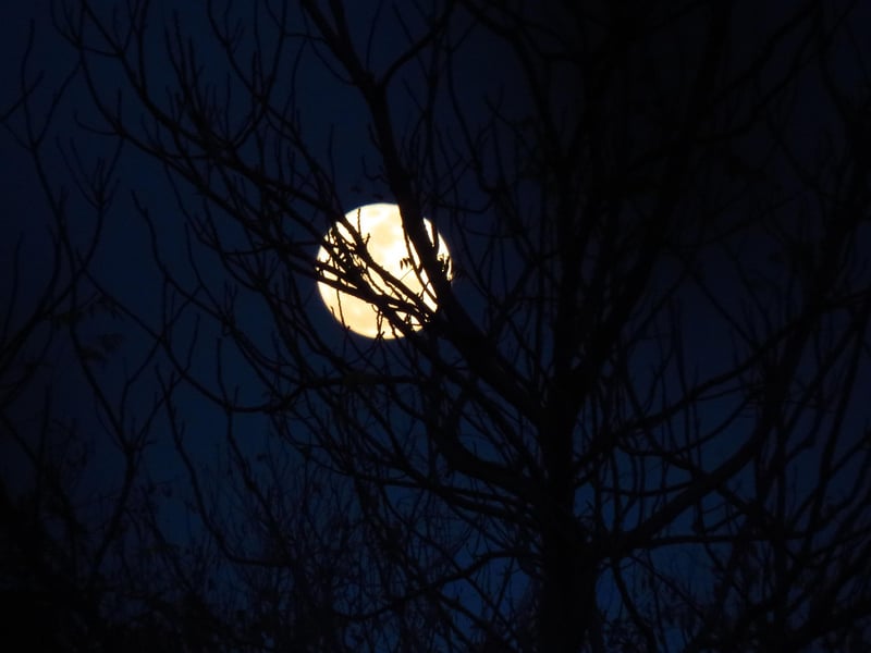 Moonlit Kisses