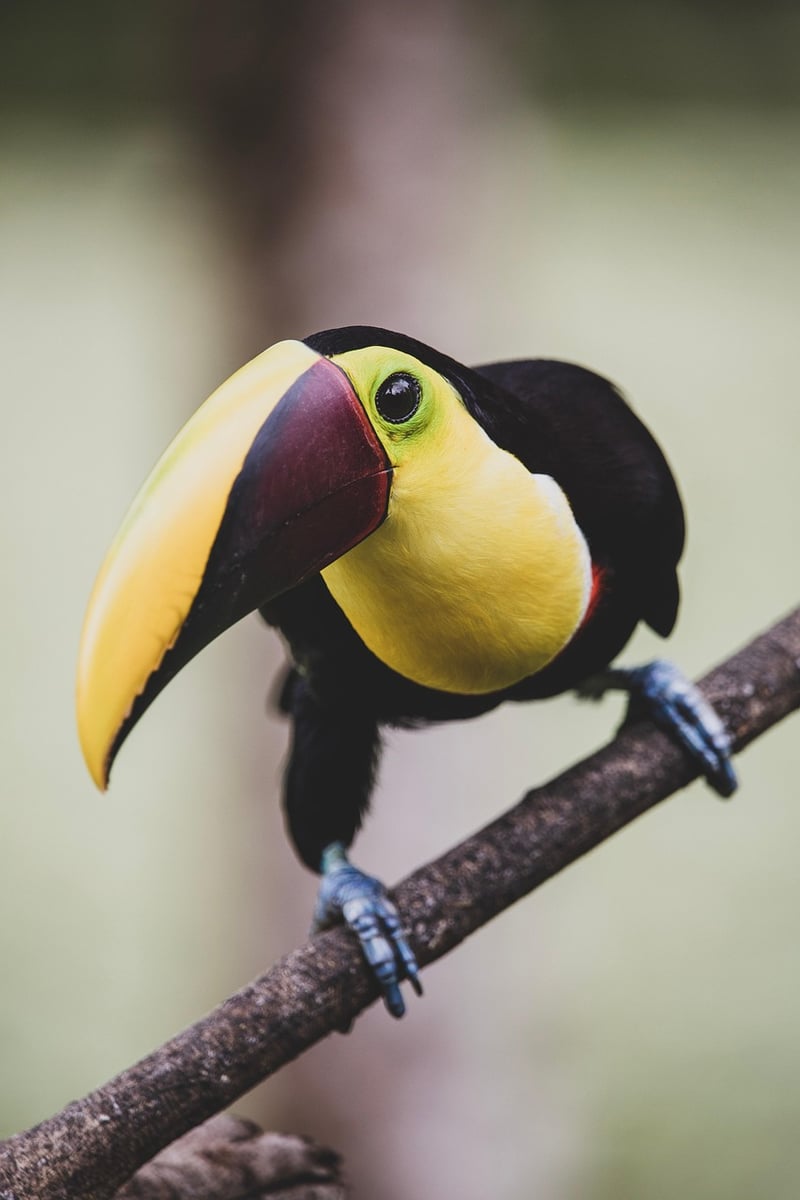 Monteverde Cloud Forest, Costa Rica